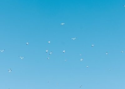 sailcloth tent peak flags blowing in breeze with birds flying overhead under a blue sky